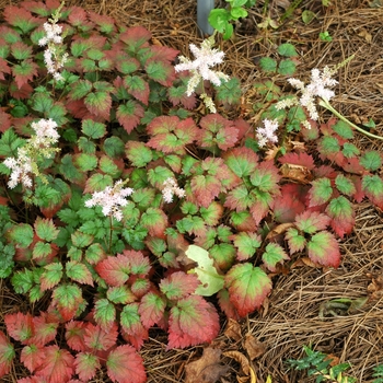 Astilbe arendsii 'Color Flash&reg;' - Color Flash&reg; Astilble