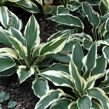 Hosta (Plantain Lily) - 'Patriot'