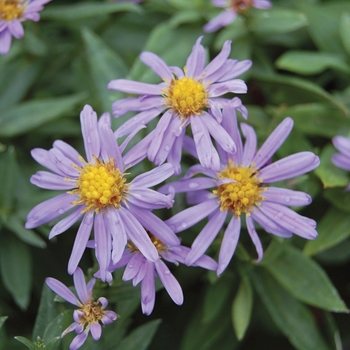 Aster novi-belgii - 'Professor Anton Kippenburg' New York Aster