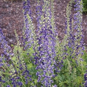 Baptisia x varicolor 'Midnite Prairieblues&trade; ' - False Indigo
