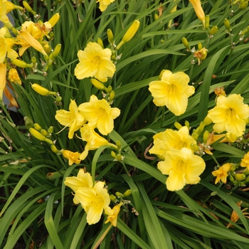 Hemerocallis 'Happy Returns' - 'Happy Returns' Daylily