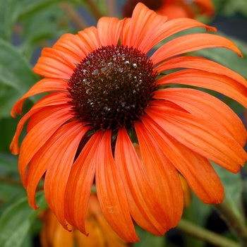 Echinacea (Coneflower) - Dream&trade; ''Tangerine Dream''