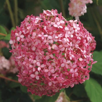 Hydrangea arborescens - Invincibelle&reg; 'Spirit'