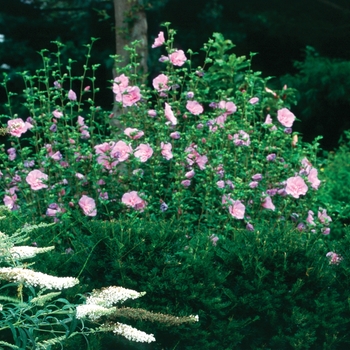 Hibiscus syriacus - Lavender Chiffon&reg;