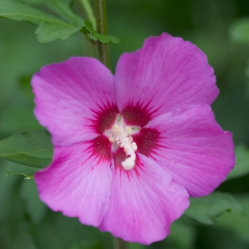 Hibiscus syriacus - Violet Satin&reg;