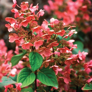 Hydrangea paniculata - Quick Fire&reg;