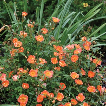 Rosa x 'FARROWRSP' PP30383 - Oso Easy Hot Paprika&reg;