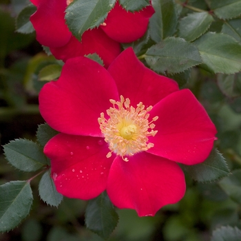 Rosa 'Meiboulka' PP19258, Can 4870 (Rose) - Oso Easy&reg; Cherry Pie