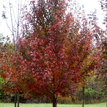 Acer rubrum 'Scarsen' - Scarlet Sentinel&trade; Red Maple