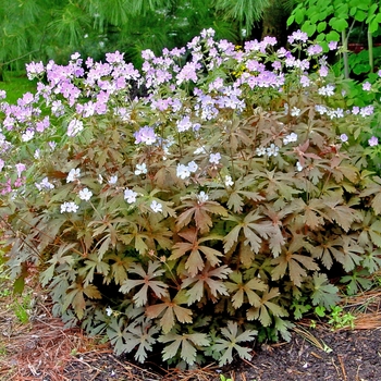 Geranium maculatum - 'Espresso' Wild Cranesbill