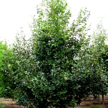 Quercus robur x macrocarpa - 'Heritage&reg;' Oak