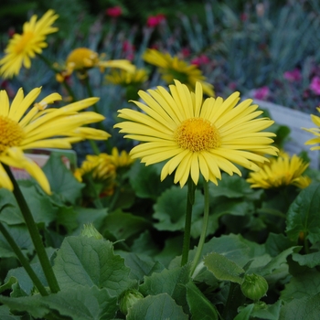 Doronicum orientale - 'Leonardo&trade; Compact' Leopard's Bane