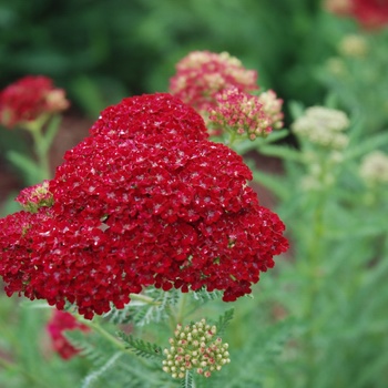 Achillea millefolium 'Pomegranate' (Yarrow) - Tutti Frutti&trade; Pomegranate