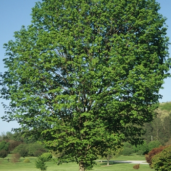 Acer saccharum 'Commemoration&reg;' - Commemoration&reg; Sugar Maple