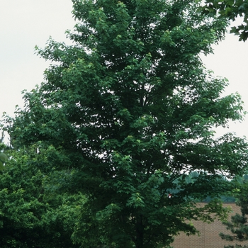 Acer x freemanii 'Celzam' - Celebration&reg; Maple