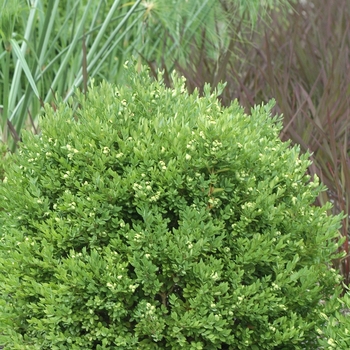 Buxus x 'Glencoe' - Chicagoland Green&reg; Boxwood