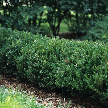 Buxus x 'Wilson' - Northern Charm&trade; Boxwood