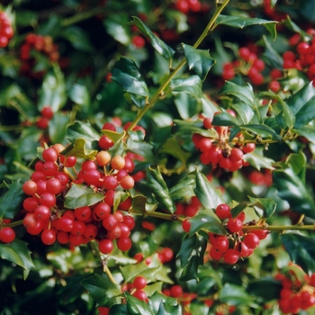 Ilex x meserveae 'Mesog' (Holly) - China Girl&reg; Holly