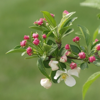 Malus sargentii - Firebird&reg;
