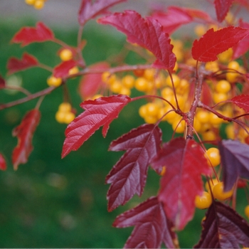Malus hybrid - Golden Raindrops&reg;