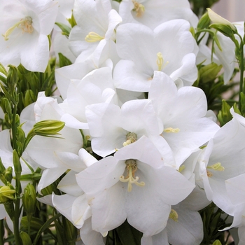 Campanula persicifolia 'Takion &trade; White' - White Bellflower