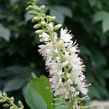 Clethra alnifolia (Summersweet) - Sugartina&reg; 'Crystalina'