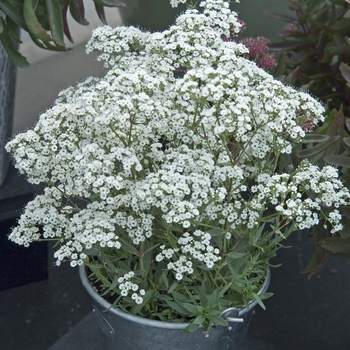 Gypsophila paniculata - Festival Star&trade;