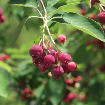 Amelanchier x grandiflora 'Autumn Brilliance' - Autumn Brilliance&trade;