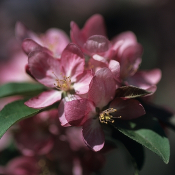 Malus hybrid - Centurion&reg; Crabapple