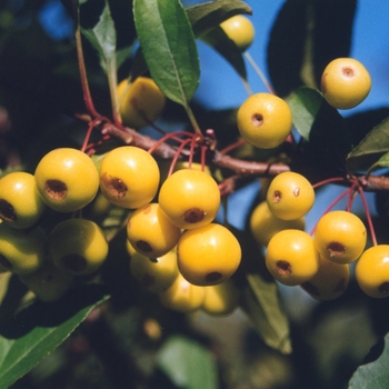 Malus 'Harvest Gold' - Harvest Gold&reg; Crabapple