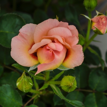 Rosa 'Sprolempink' PP23581 - Eyeconic&reg; Pink Lemonade