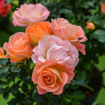 Shrub Rose - Peach Drift&reg;