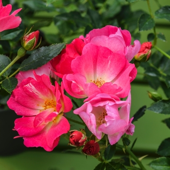 Rosa 'Meijocos' PP18874, CPBR 4874 - Pink Drift&reg;