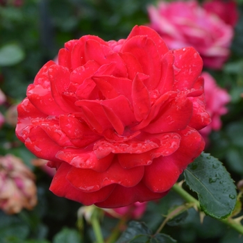 Rosa (Rose) - Easy Elegance&reg; Super Hero