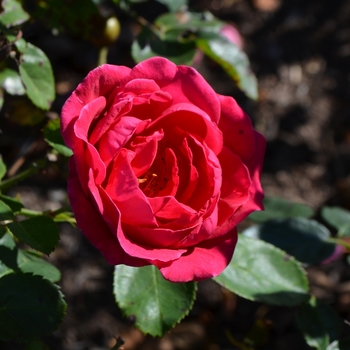 Rosa 'BAIgirl' PP19,952 (Shrub Rose) - Easy Elegance&reg; My Girl