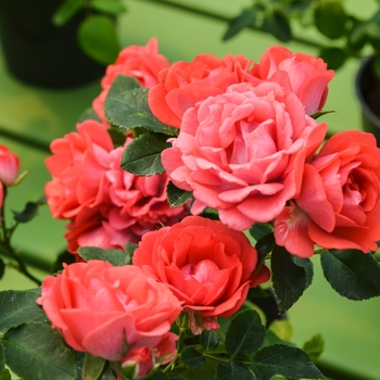 Rosa 'Meidrifora' PP19148, CPBR 4871 - Coral Drift&reg; 