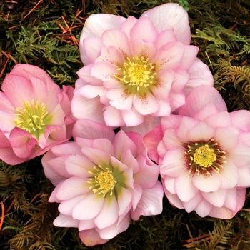 Helleborus 'Winter Jewels&trade; Cotton Candy' - Double Hellebore