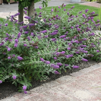 Buddleia 'Blue Chip' PP19991 (Butterfly Bush) - Lo & Behold&reg; Blue Chip