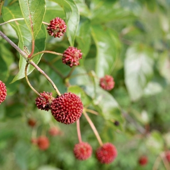 Cephalanthus occidentalis - Sugar Shack&reg;