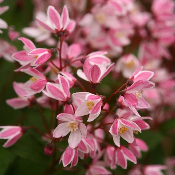 Deutzia 'NCDX2' PPAF, Can 5079 (Deutzia) - Yuki Cherry Blossom&reg; Deutzia