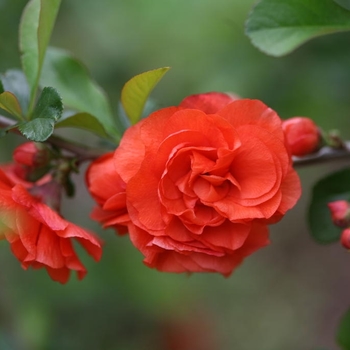 Chaenomeles Flowering Quince - Double Take Orange&trade;