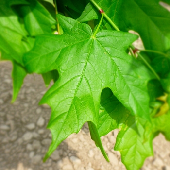 Acer saccharum 'Legacy' - Legacy&reg; Sugar Maple