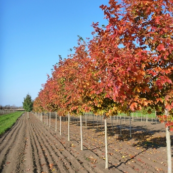 Acer saccharum 'Bailsta' - Fall Fiesta&reg; Sugar Maple