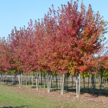 Acer freemanii 'Autumn Blaze&reg;' - Autumn Blaze&reg; Red Maple Tree