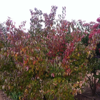 Cornus racemosa 'Geauga' - Gray Dogwood