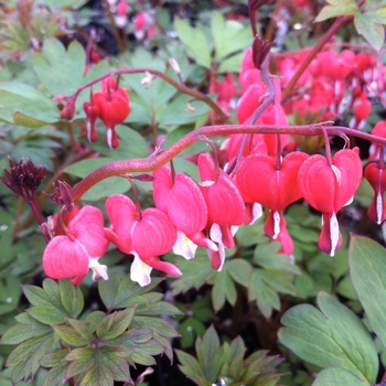 Dicentra spectabilis 'Valentine' - Valentine&reg; Bleeding Heart