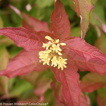 Diervilla rivularis 'Kodiak&reg; Orange' - Kodiak&reg; Bush Honeysuckle
