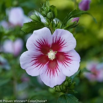 Hibiscus syriacus 'ILVO347' PP27285, CBR5722 (Rose of Sharon) - Orchid Satin&reg; Rose of Sharon