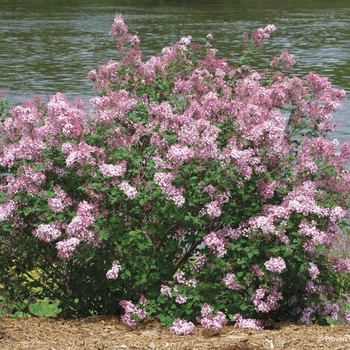 Syringa x - Bloomerang&reg; 'Pink Perfume'