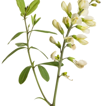 Baptisia hybrid - Decadence&reg; 'Vanilla Cream'